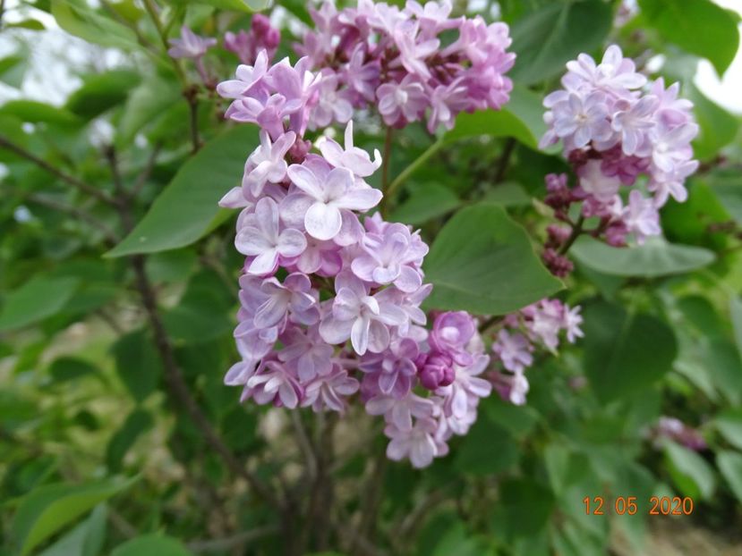 syringa Katherine Havemeyer - Dobarland 2020 2