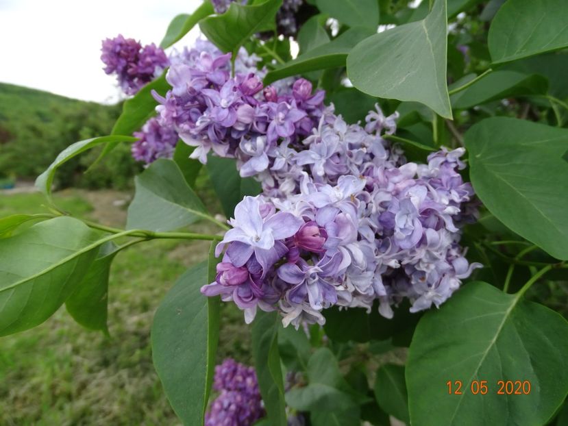 syringa Nadezhda - Dobarland 2020 2