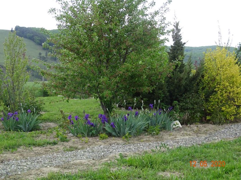 irisi germanica - Dobarland 2020 2