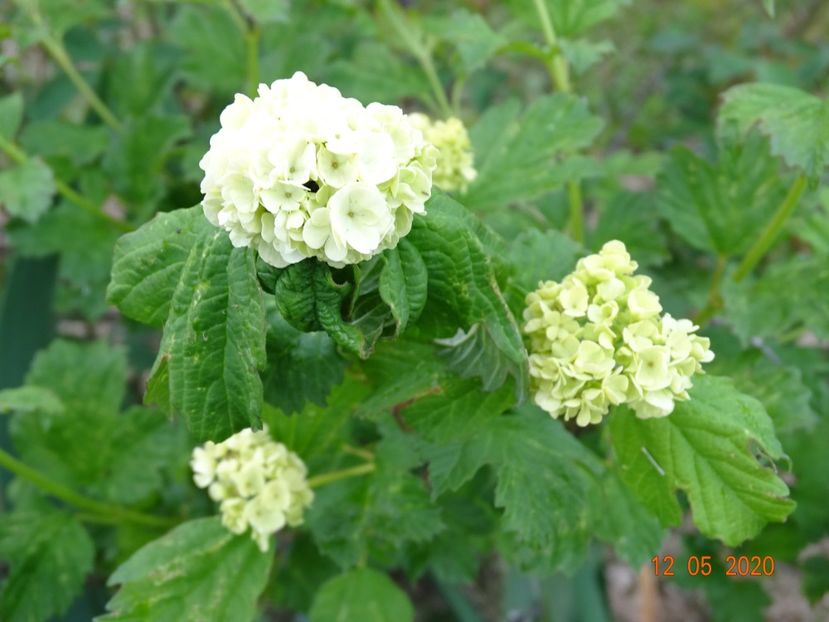 viburnum opulus Roseum - Dobarland 2020 2