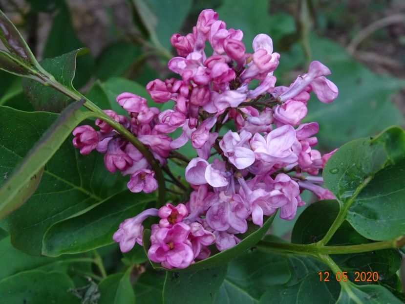 syringa Maiden's Blush - Dobarland 2020 2