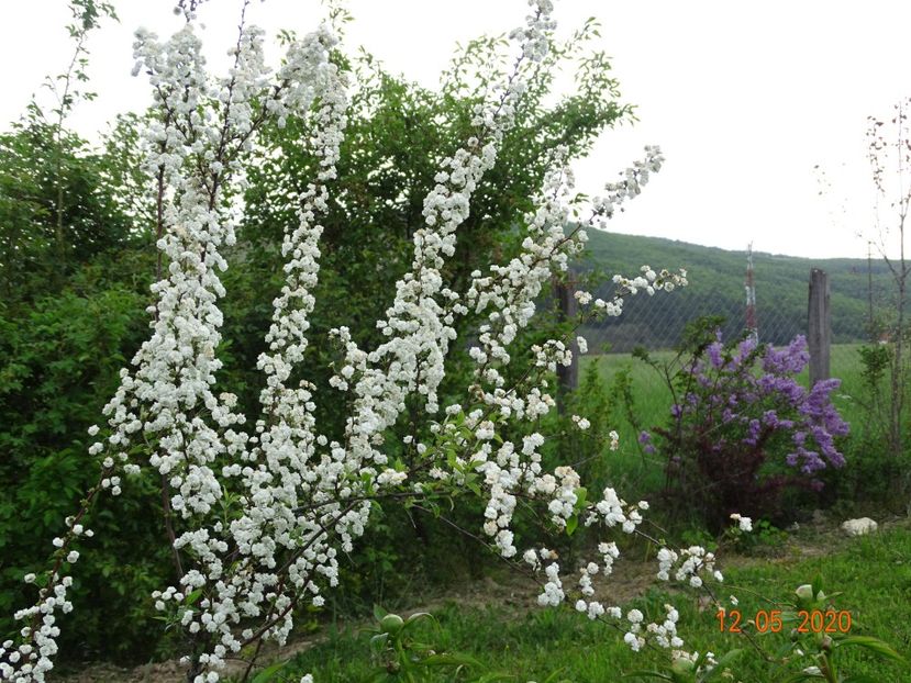 spiraea prunifolia Plena si syringa chinensis - Dobarland 2020 2