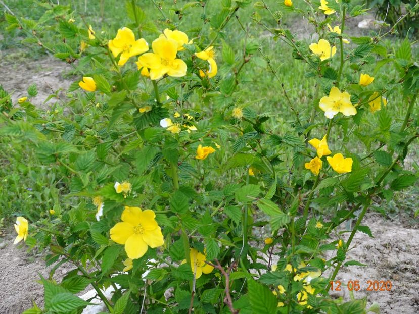 kerria jap. Golden Guinea - Dobarland 2020 2