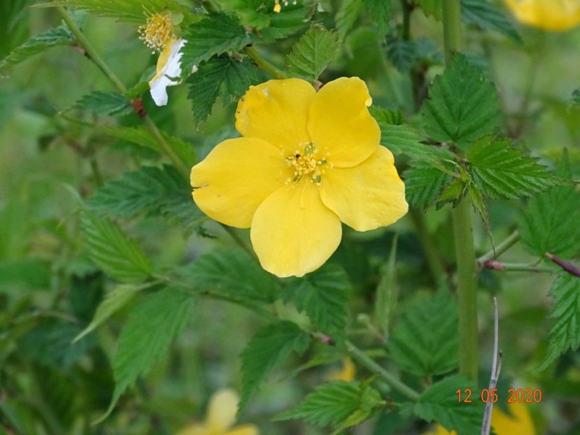 kerria jap. Golden Guinea - Dobarland 2020 2