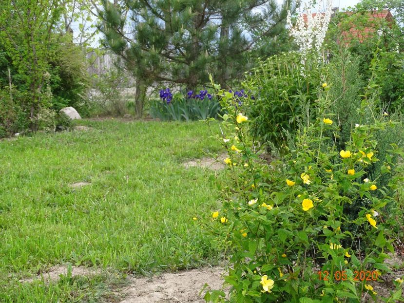 kerria jap. Golden Guinea si irisi germanica - Dobarland 2020 2