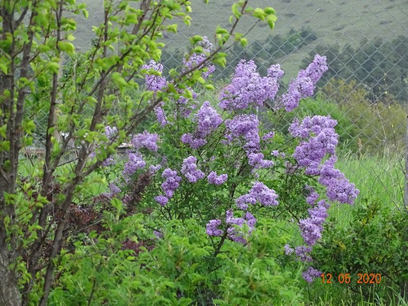 syringa chinensis - Dobarland 2020 2