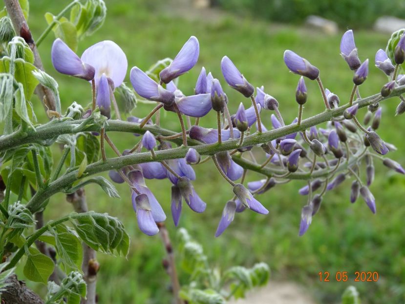 wisteria - Dobarland 2020 2