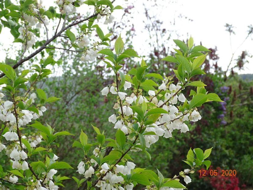halesia carolina - Dobarland 2020 2