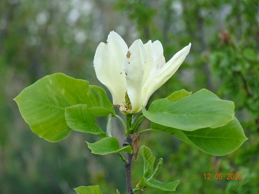 magnolia Yellow Lantern - Dobarland 2020 2