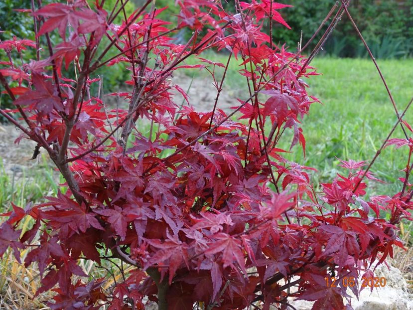 acer palm. Beni Maiko - Dobarland 2020 2