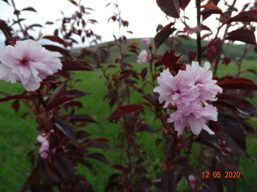 prunus Royal Burgundy - Dobarland 2020 2