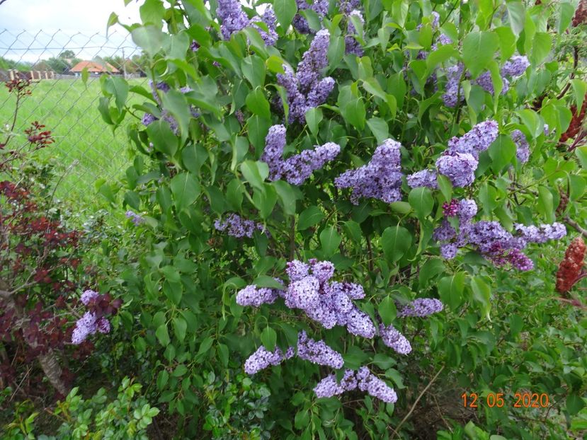 syringa Royalty - Dobarland 2020 2