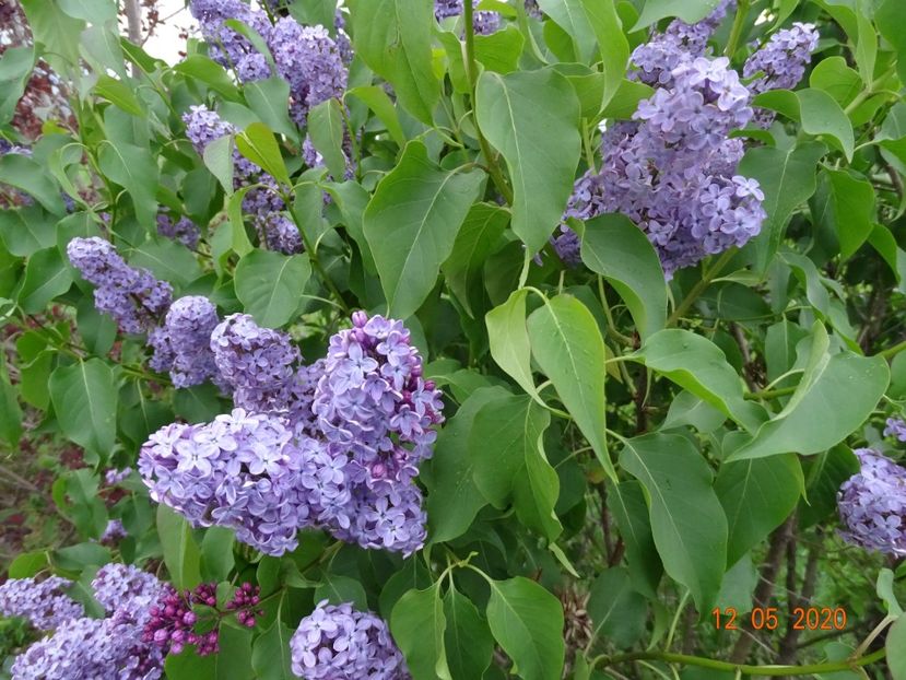 syringa Royalty - Dobarland 2020 2
