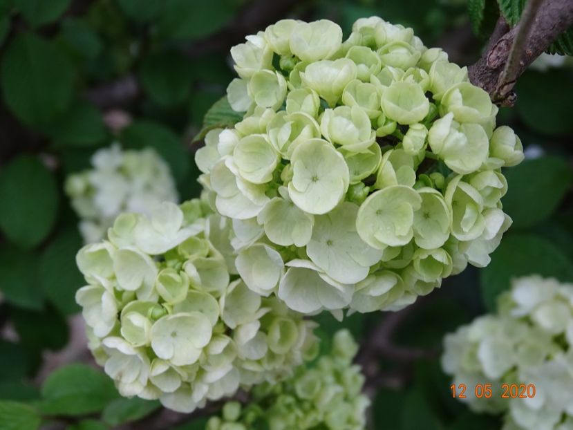 viburnum plic. Popcorn - Dobarland 2020 2