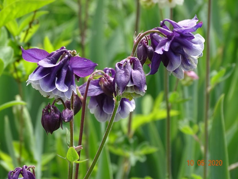  - Aquilegia 2020