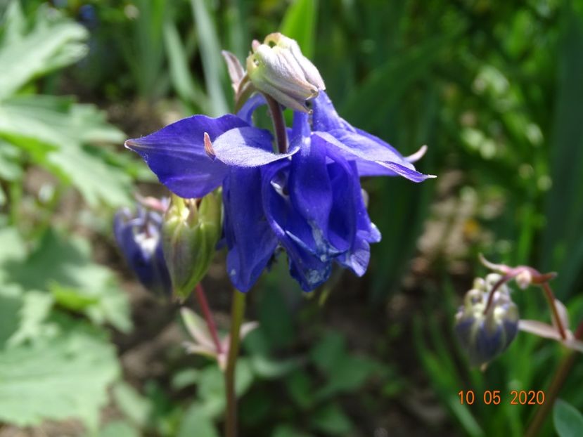  - Aquilegia 2020