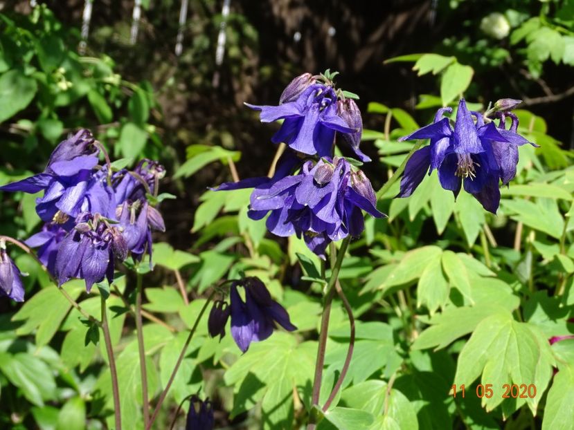  - Aquilegia 2020