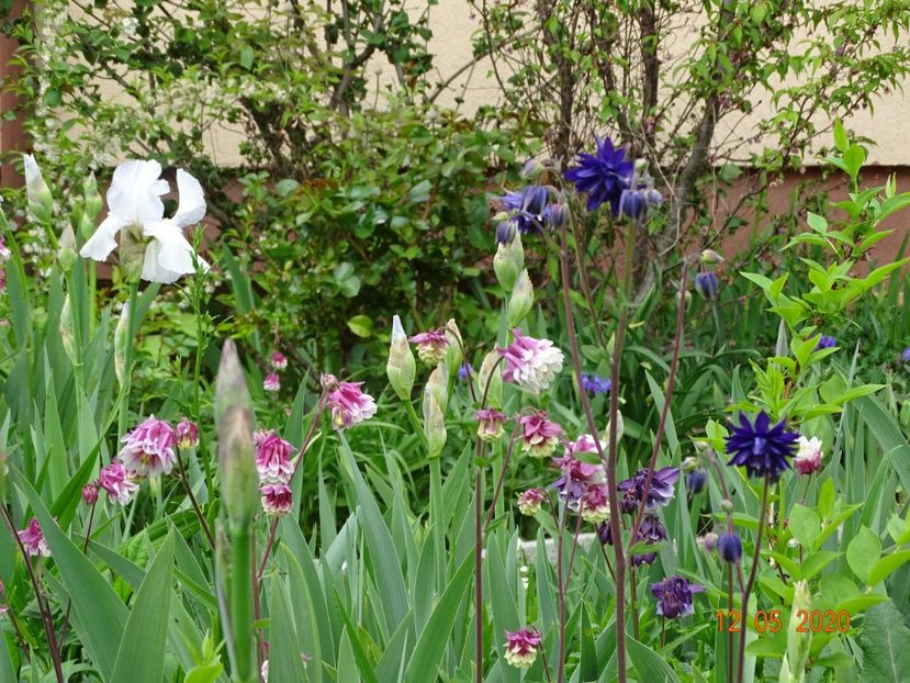  - Aquilegia 2020