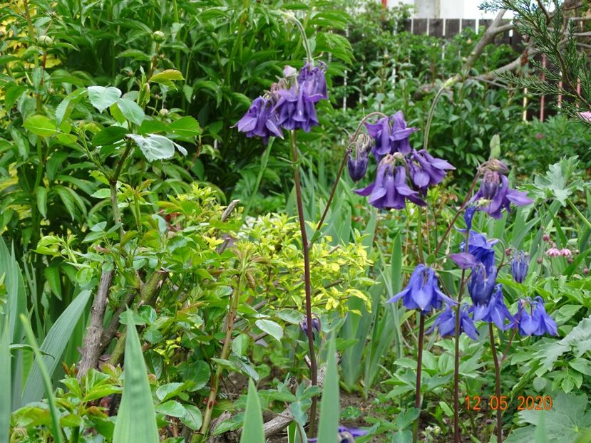 - Aquilegia 2020