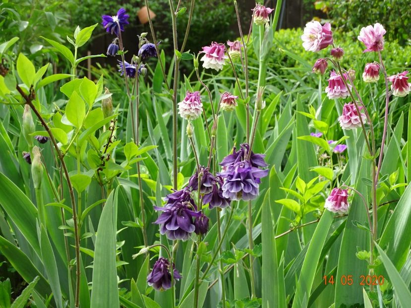  - Aquilegia 2020