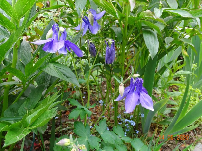  - Aquilegia 2020