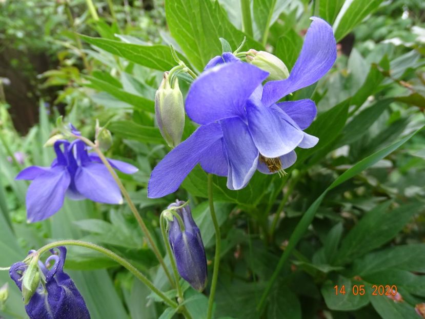  - Aquilegia 2020