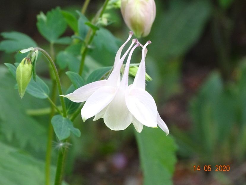  - Aquilegia 2020