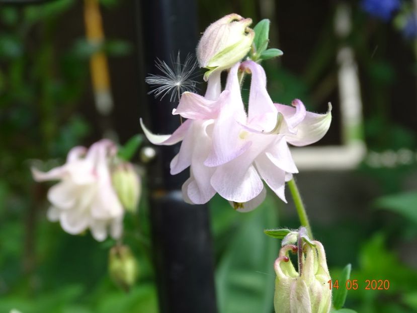  - Aquilegia 2020