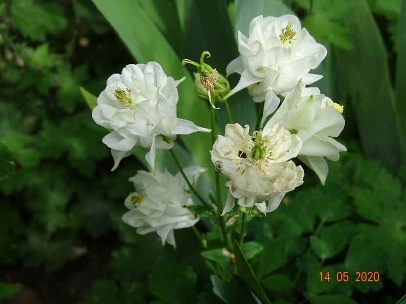  - Aquilegia 2020