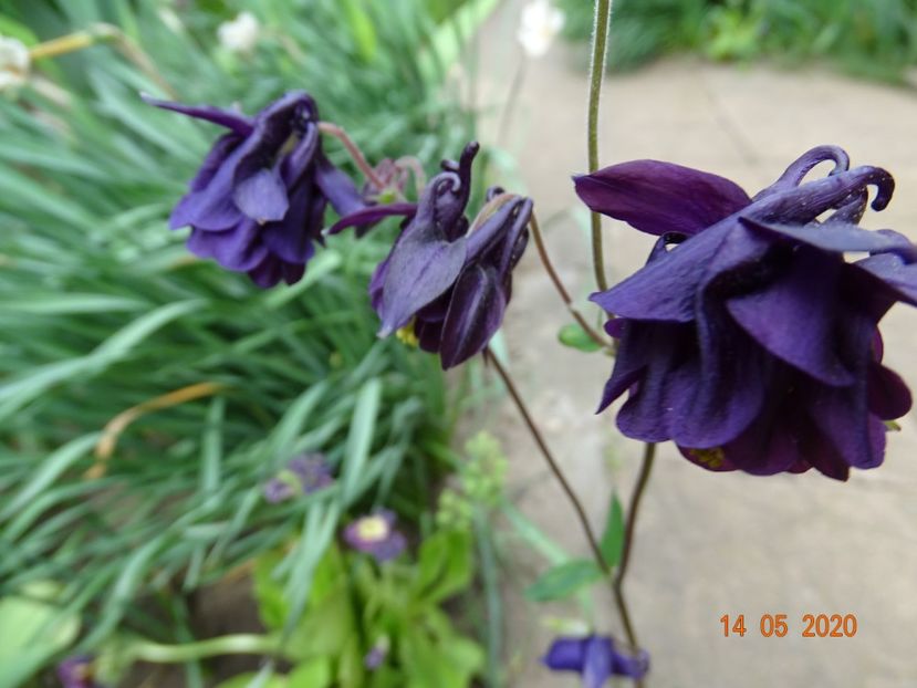  - Aquilegia 2020