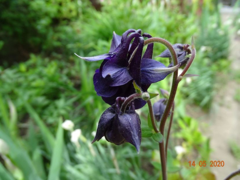  - Aquilegia 2020