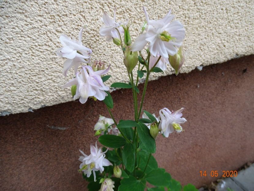  - Aquilegia 2020