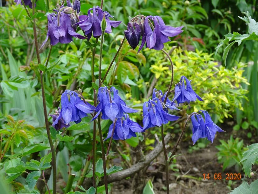  - Aquilegia 2020