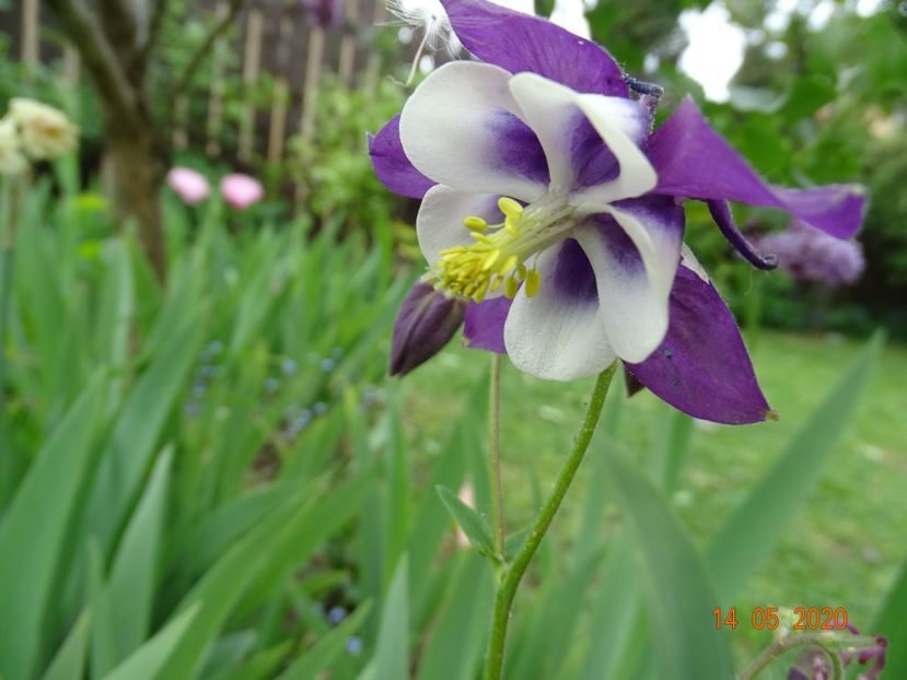  - Aquilegia 2020