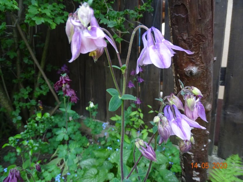  - Aquilegia 2020