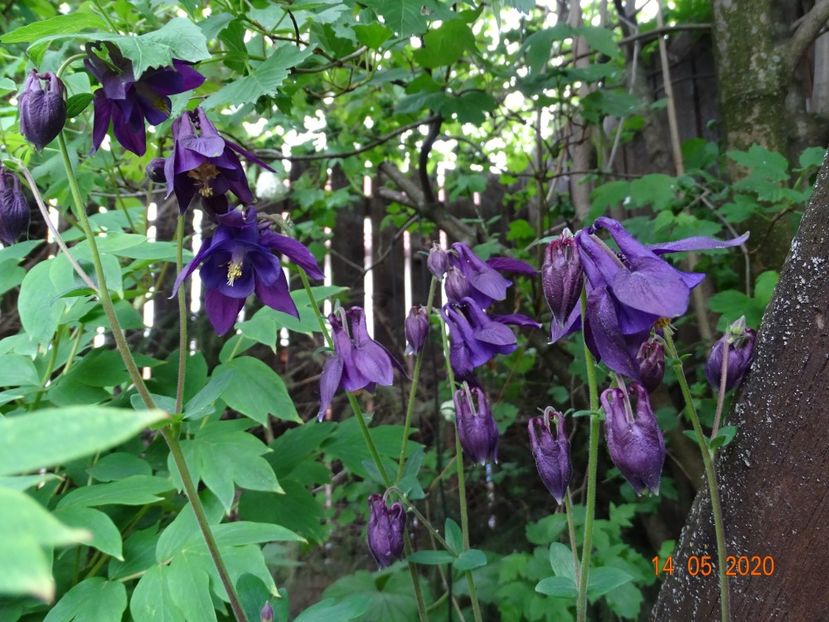  - Aquilegia 2020