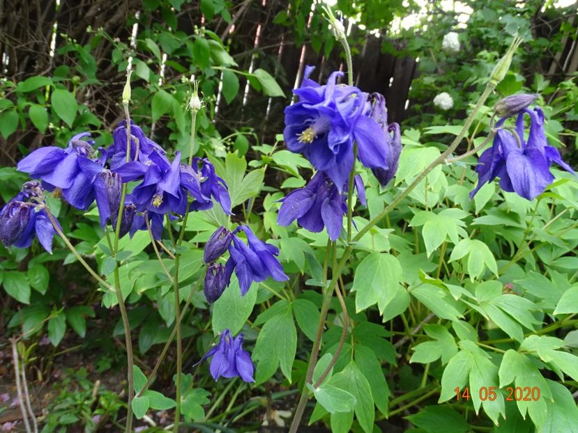  - Aquilegia 2020