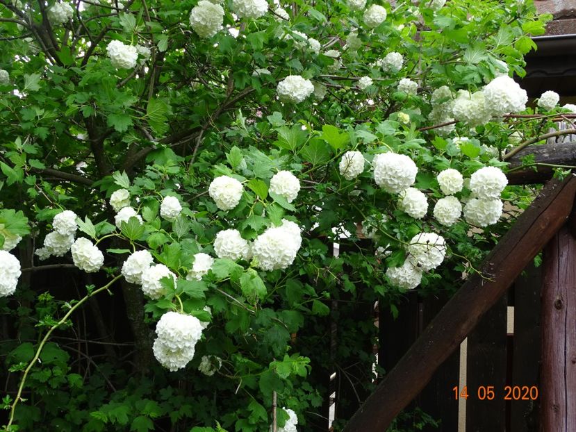  - Copacei si arbusti 2020