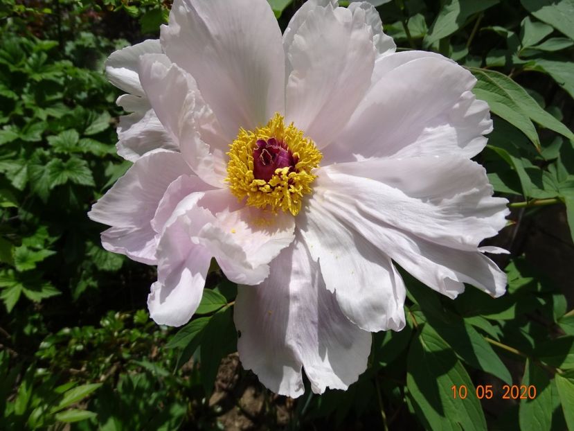  - Bujori arbustivi si itoh 2020