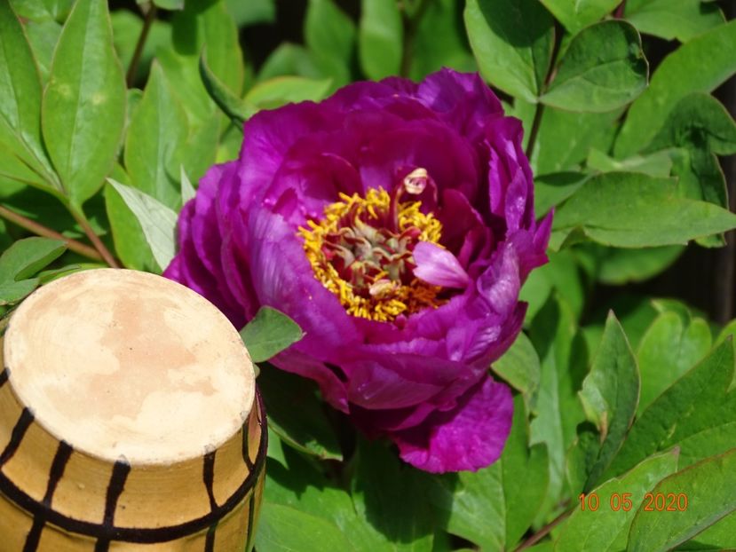  - Bujori arbustivi si itoh 2020