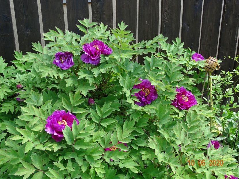  - Bujori arbustivi si itoh 2020