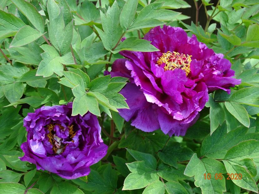  - Bujori arbustivi si itoh 2020