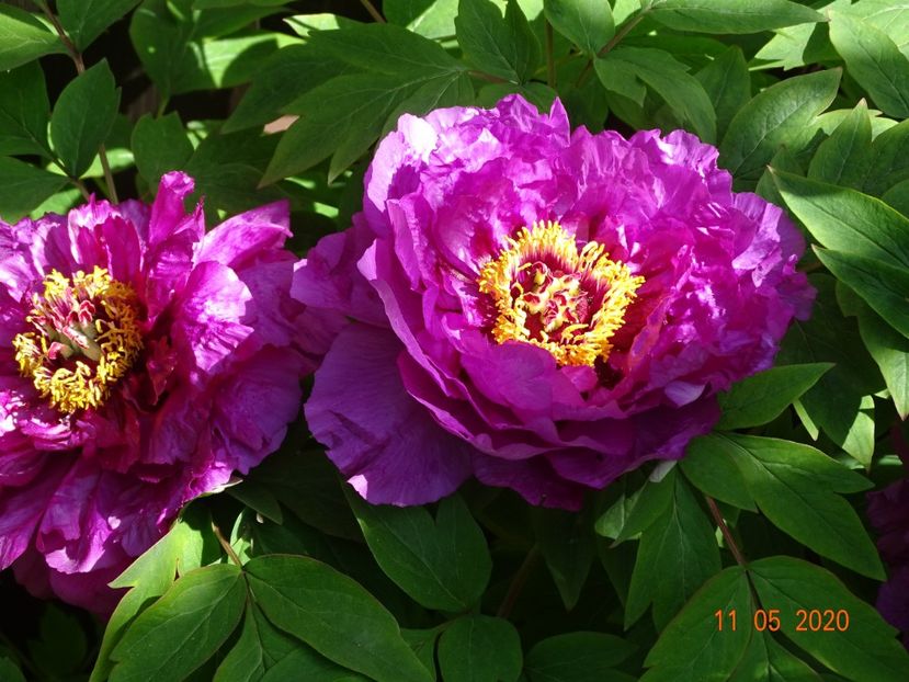  - Bujori arbustivi si itoh 2020