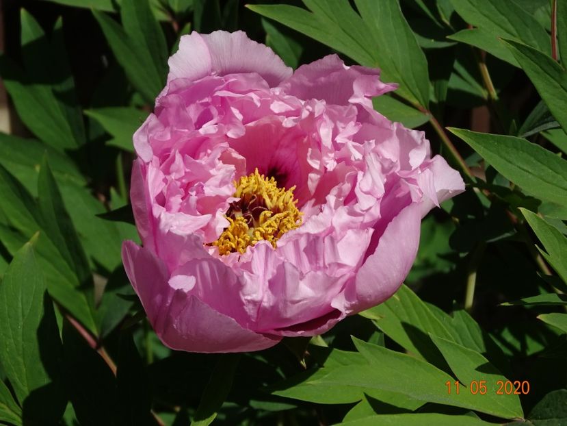  - Bujori arbustivi si itoh 2020