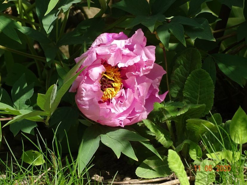  - Bujori arbustivi si itoh 2020