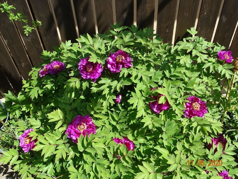  - Bujori arbustivi si itoh 2020