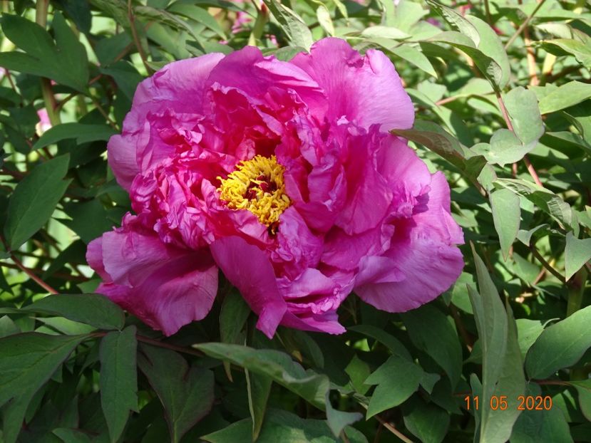  - Bujori arbustivi si itoh 2020