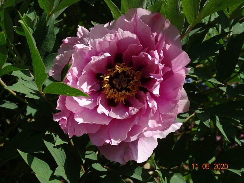  - Bujori arbustivi si itoh 2020