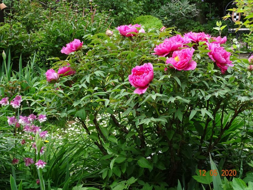  - Bujori arbustivi si itoh 2020