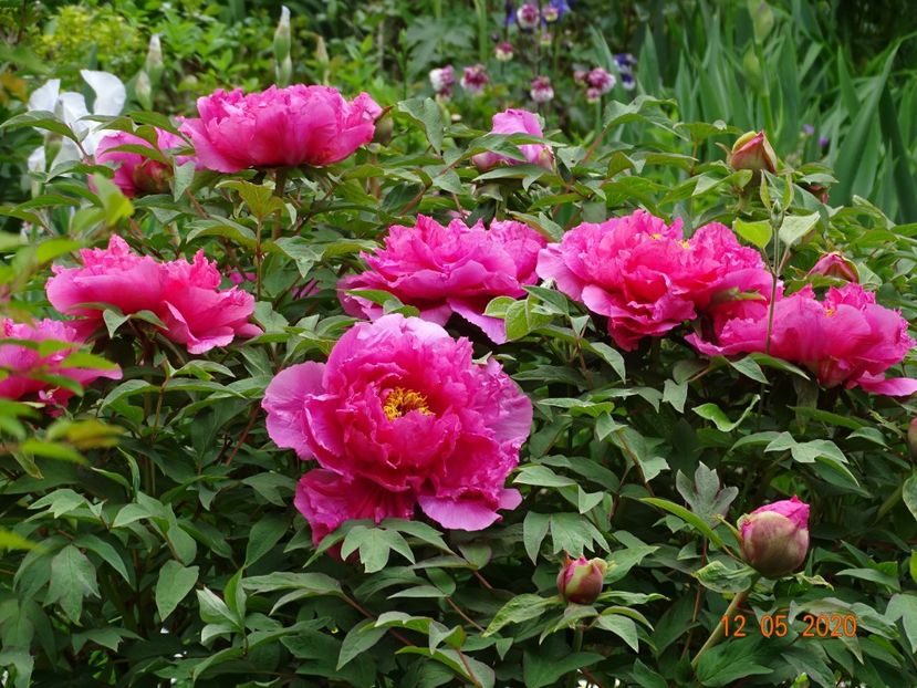  - Bujori arbustivi si itoh 2020